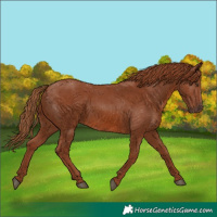 Horse Color:Chestnut 