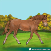 Horse Color:Chestnut 