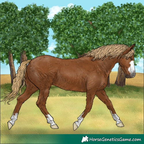 Horse Color:Gray Chestnut 