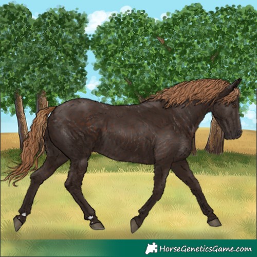 Horse Color:Liver Chestnut 