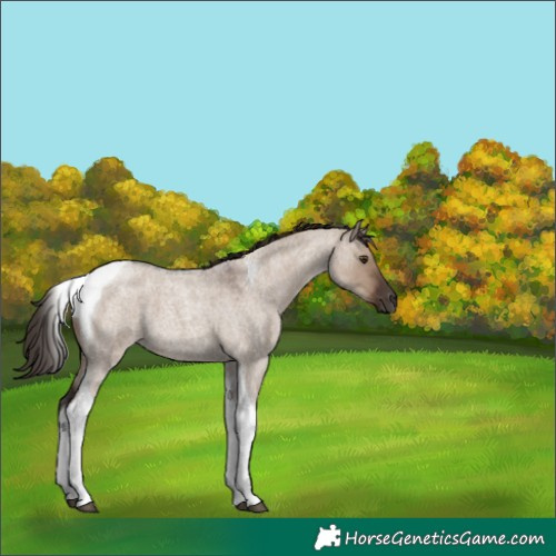 Horse Color:Liver Red Dun Roan Tobiano 