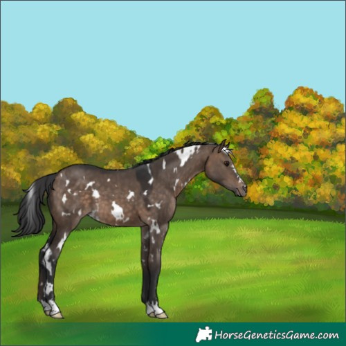 Horse Color:White Spotted Brown Dun 