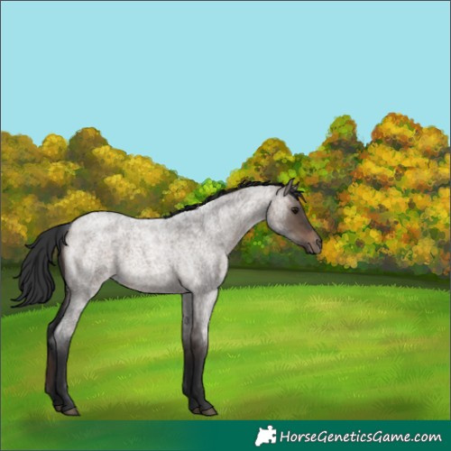 Horse Color:Bay Roan Dun 