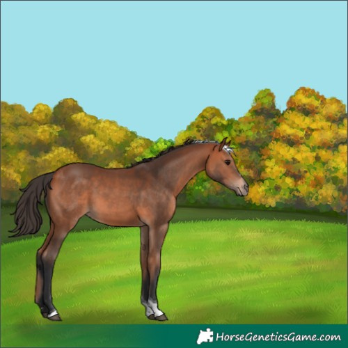 Horse Color:Bay Tobiano 