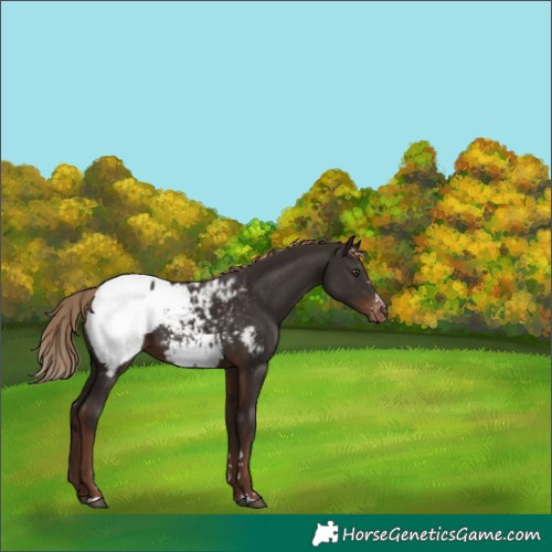 Horse Color:Liver Chestnut Appaloosa 