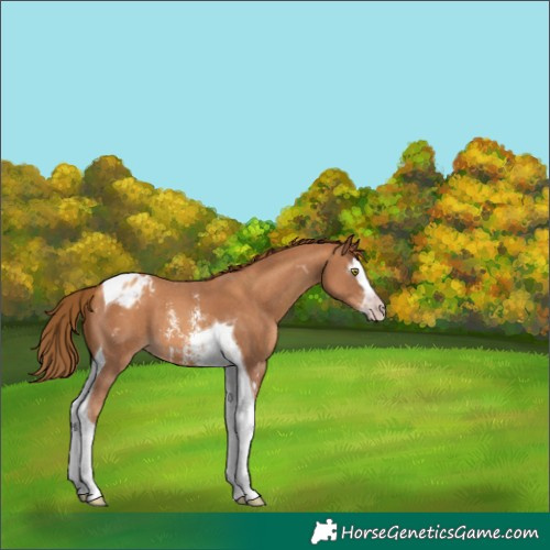 Horse Color:Gray Gold Champagne Sabino Splash Tobiano Appaloosa