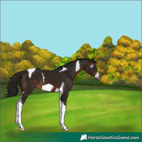 Horse Color:Gray Bay Tobiano Frame Appaloosa 