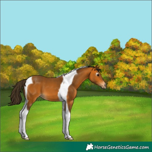 Horse Color:Gray Buckskin Tobiano Appaloosa