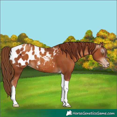 Horse Color:Unknown 