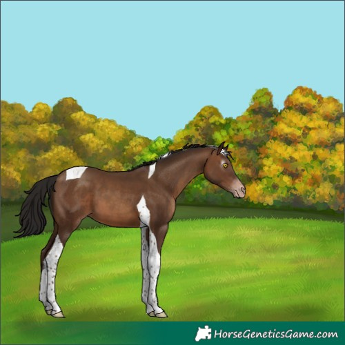 Horse Color:Gray Amber Champagne Tobiano Appaloosa 