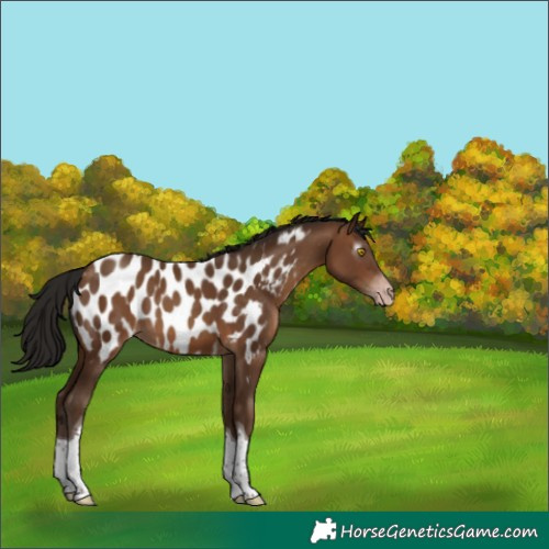 Horse Color:Gray Amber Champagne Tobiano Appaloosa 