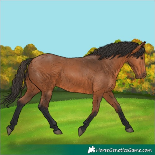Horse Color:Unknown 