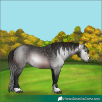 Horse Color:Gray Brown 
