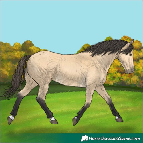 Horse Color:Buckskin 