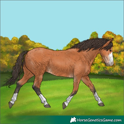 Horse Color:Unknown 