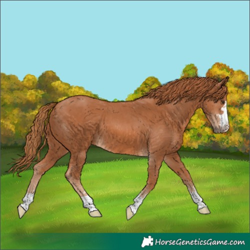 Horse Color:Chestnut 