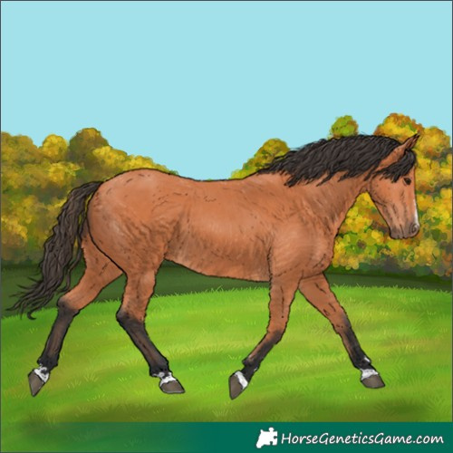 Horse Color:Bay 