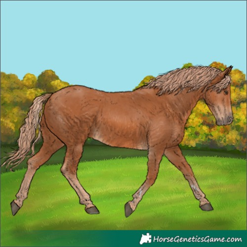 Horse Color:Unknown 
