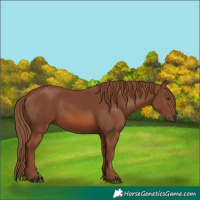 Horse Color:Chestnut 