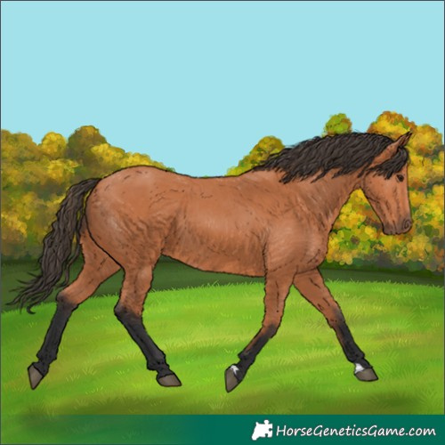 Horse Color:Unknown 