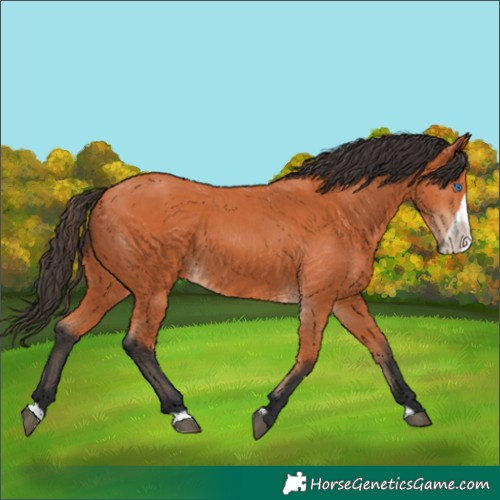 Horse Color:Bay Frame 