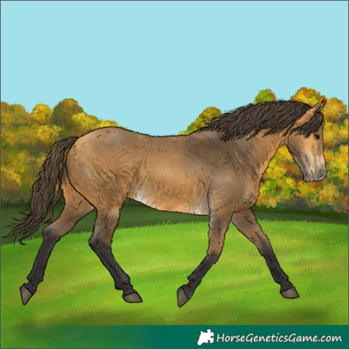 Horse Color:Buckskin 