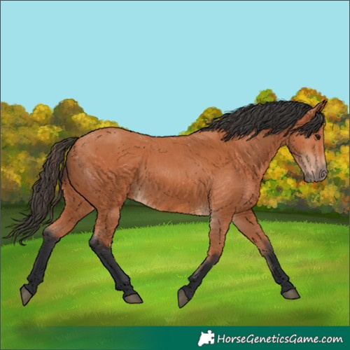 Horse Color:Bay 