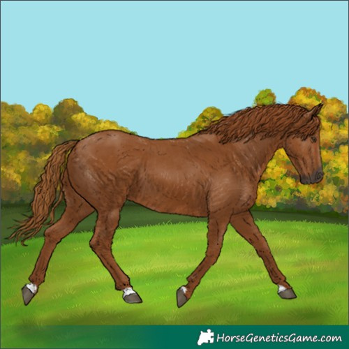 Horse Color:Gray Chestnut 