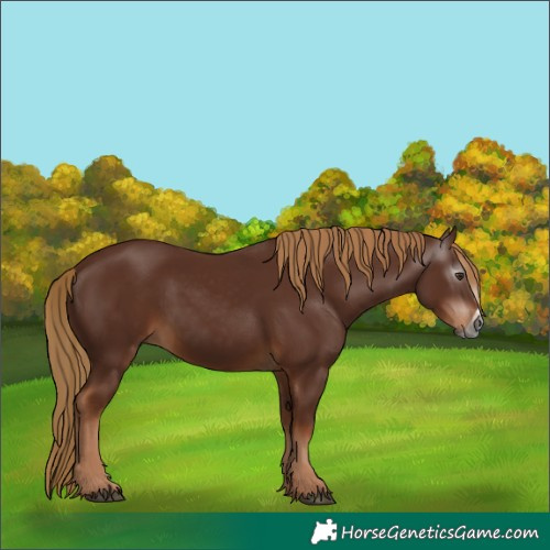 Horse Color:Gray Chestnut Frame