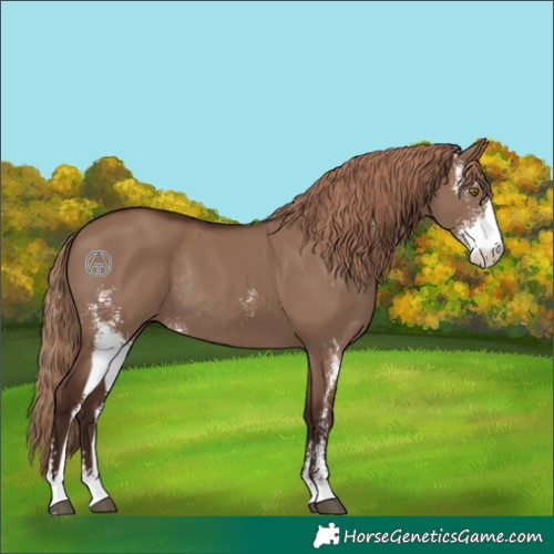 Horse Color:Liver Red Dun Sabino Rabicano 
