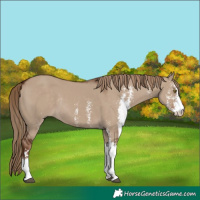 Horse Color:Liver Red Dun Sabino Rabicano 