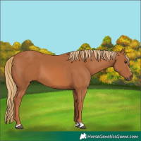 Horse Color:Chestnut 