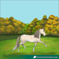 Horse Color:Buckskin Appaloosa 