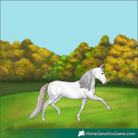 Horse Color:Buckskin Appaloosa 