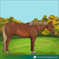 Horse Color:Chestnut 