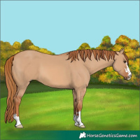 Horse Color:Red Dun 