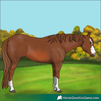 Horse Color:Chestnut 