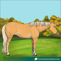Horse Color:Palomino 