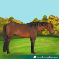 Horse Color:Bay 