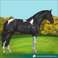Horse Color:Liver Chestnut Tobiano