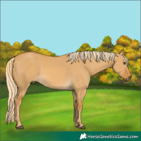 Horse Color:Palomino Dun 