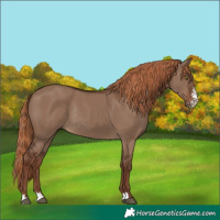 Horse Color:Liver Red Dun Sabino Rabicano 
