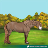 Horse Color:Liver Red Dun Sabino Rabicano 