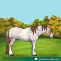 Horse Color:Liver Red Roan Pearl Tobiano Frame 
