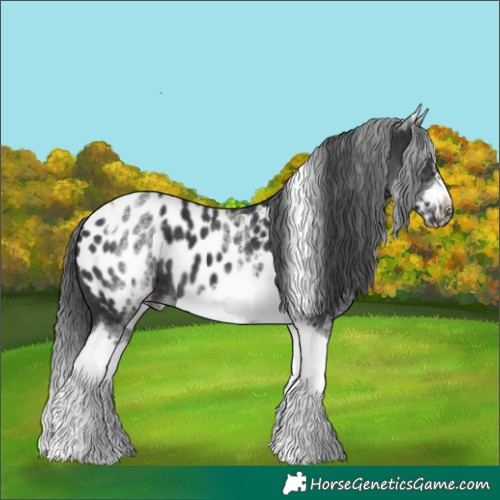 Horse Color:White Spotted Black Splash Tobiano Frame Near Leopard