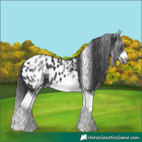 Horse Color:White Spotted Black Splash Tobiano Frame Near Leopard