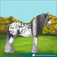 Horse Color:White Spotted Black Splash Tobiano Frame Appaloosa