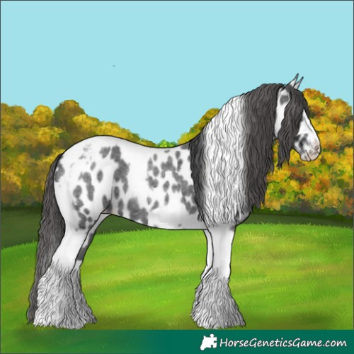 Horse Color:Blue Roan Splash Tobiano Frame Appaloosa 