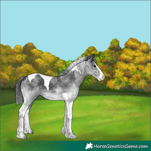 Horse Color:White Spotted Black Splash Tobiano 