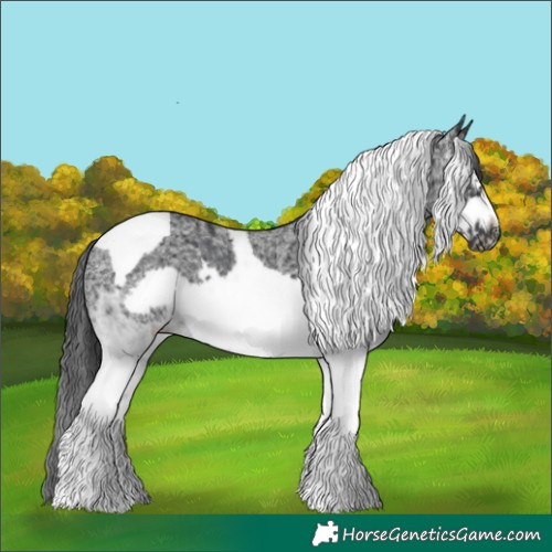 Horse Color:White Spotted Black Splash Tobiano Frame 